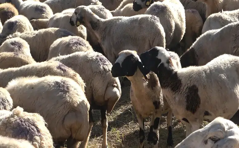 Çoban Krizi Büyüyor: 150 Bin Liraya Bile Çoban Bulunamıyor
