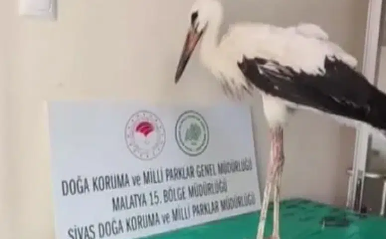 Sivas’ta Yaralı Bulunan Leylek Yeniden Özgürlüğüne Kavuştu