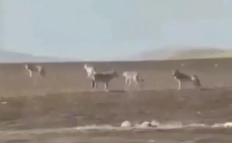 Sivas’ta Kurt Sürüsü Tedirgin Etti! Uzman Kangal Yetiştiricisi Nedenlerini Anlattı