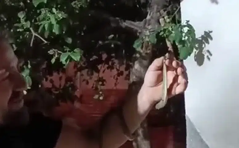Sivas’ta Korkusuz Vatandaşın Yılan Sevgisi Kamerada