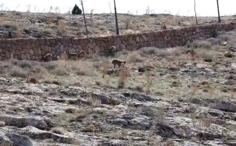 Sivas’ta Dağ Keçileri Cam Seyir Terası Çevresinde Görüntülendi