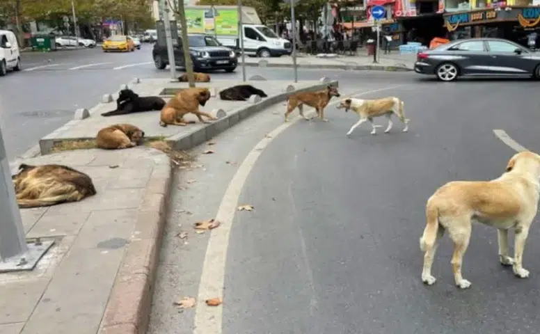 Türkiye’deki başıboş köpeklerin tamamı toplandı