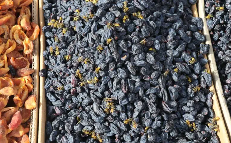 Sivas’ta Yaban Arısı Alarmı! Esnaf Tezgâhına Yaklaşamıyor