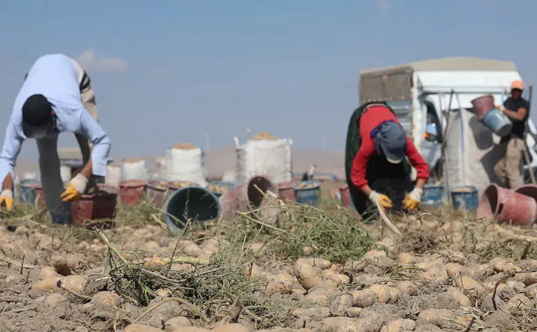 Konya Ovası'nda Yerli Patates Tohumu Devrimi Başladı