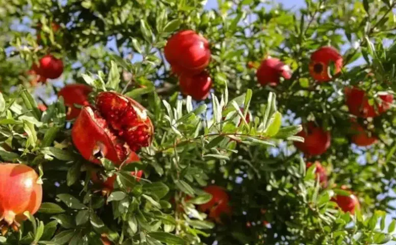 Kalp hastalarının ilacı bu meyveymiş: Yüzde 80 iyileştirdiği ortaya çıktı