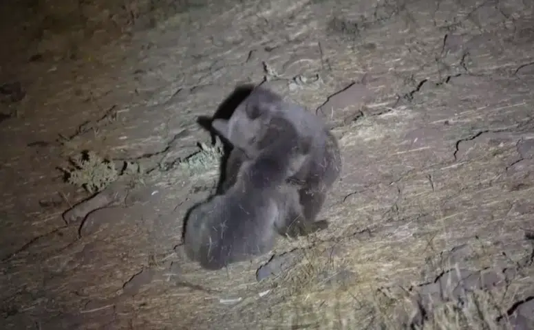 Sivas’ta Boz Ayıların Kavgası Kamerada