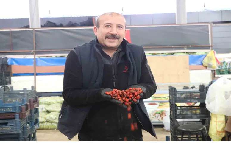 Sivas'ta Kuşburnu Hasadı Başladı: Kilosu 150 TL'ye Kadar Çıkıyor