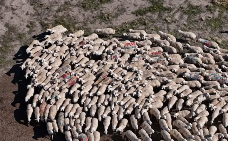 Sivas’ta Asırlık Koç Katımı Geleneği Yaşatılıyor: 9 Bin 900 Kuzu Bekleniyor