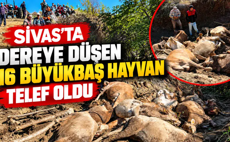 Koyulhisar’da Hayvanlar Sele Kapıldı: 16’sı Telef Oldu