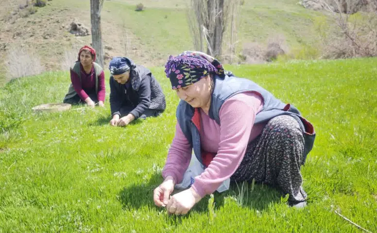 Sivas’ta Madımak Sezonu Başladı: Zahmetli Hasat Pazarda 200 TL’den Satılıyor