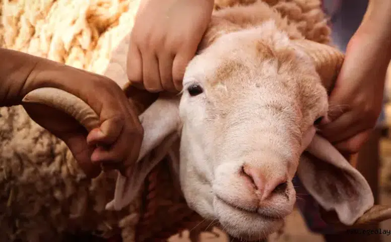 Kurban Bayramı Hazırlıkları Hızlandı: En Çok Bunlar Alınıyor