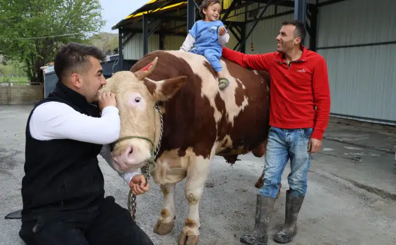 Sivas’ta 1 Tonluk Dev Tosun “Poyraz” 500 Bin TL’den Alıcısını Bekliyor
