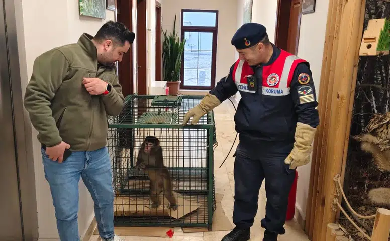 Köy Yolunda Hint Şebeği Bulundu: Ekipler Seferber Oldu