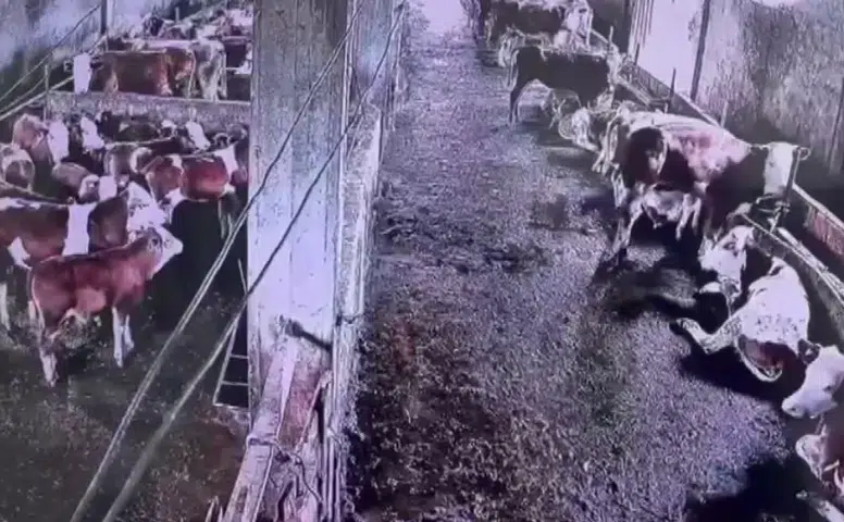 Sivas Gürün’deki Deprem İnekleri Korkuttu: O Anlar Kameraya Yansıdı