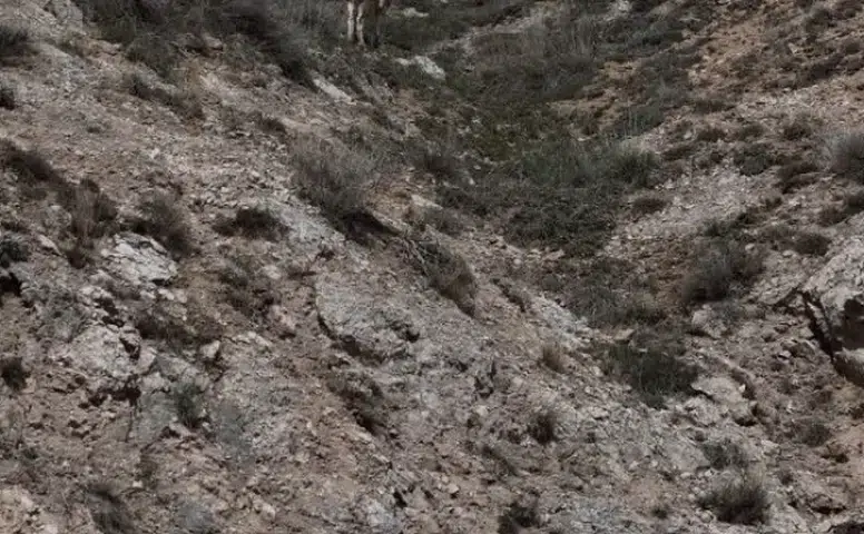 Sivas’ta Mantar Toplamaya Giden Şahıs Kayboldu!