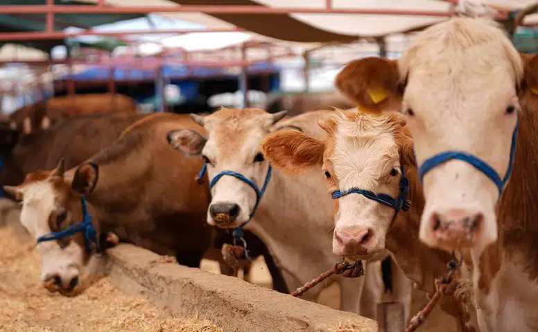 Kurban Pazarındaki Hayvanlar Satın Alınacak