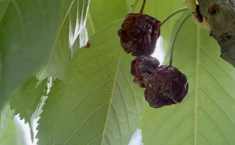 Aşırı Yağışlar Meyve Ağaçlarında Verimi Düşürdü