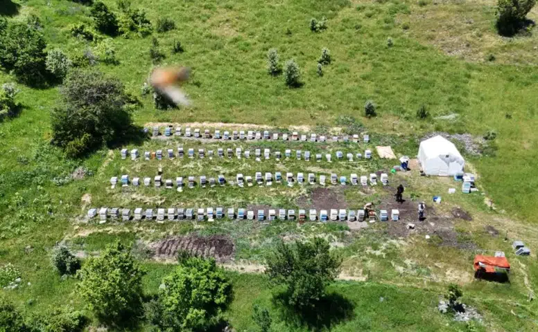 Sivas'ta Bal Üretiminde Rekor Beklentisi: Yağışlar Arıcıların Umudu Oldu
