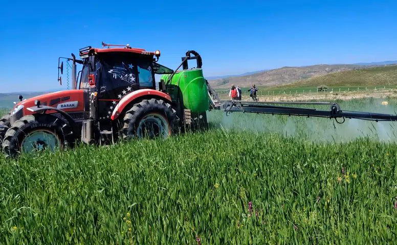 Sivas'ta Buğday Tarlalarında Sarı Pas Alarmı! Çiftçilere Acil İlaçlama Uyarısı