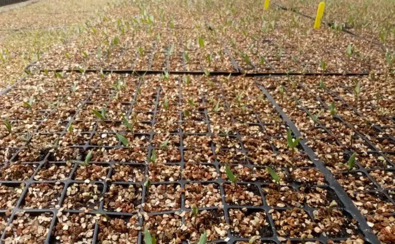 Sivas’ta Maraş biberi üretimi için ilk adım atıldı