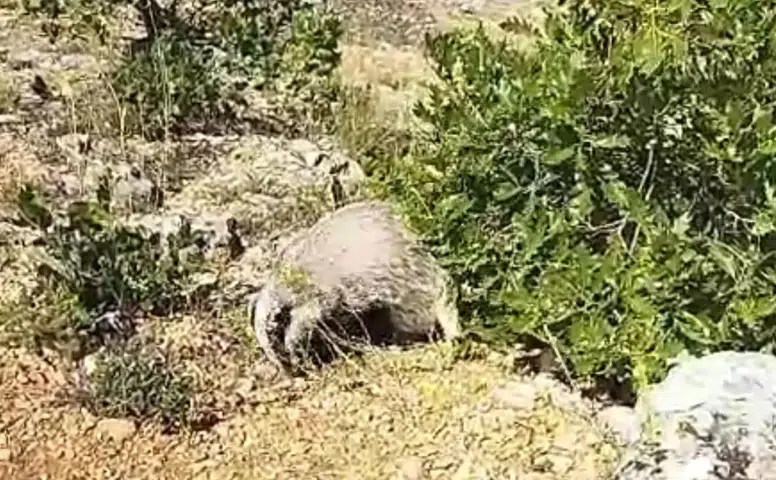 Mantar Toplarken Bal Porsuğu Saldırısına Uğradı!