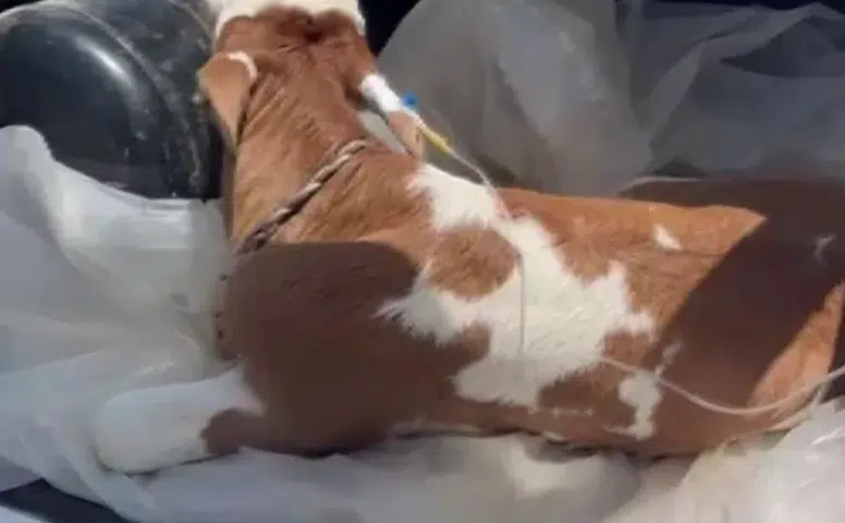 Sivas’ta Duygulandıran Görüntü: Serum Takılı Buzağı Veterinere Böyle Götürüldü