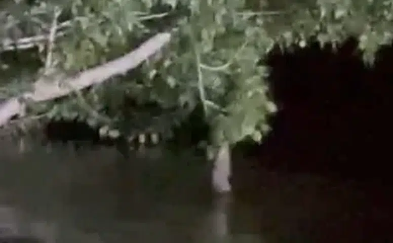Sivas'ta fıkralara konu olacak olay, balık ağaca çıktı