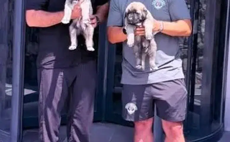Emre Belözoğlu'na Sivas'tan Safkan Kangal Hediyesi