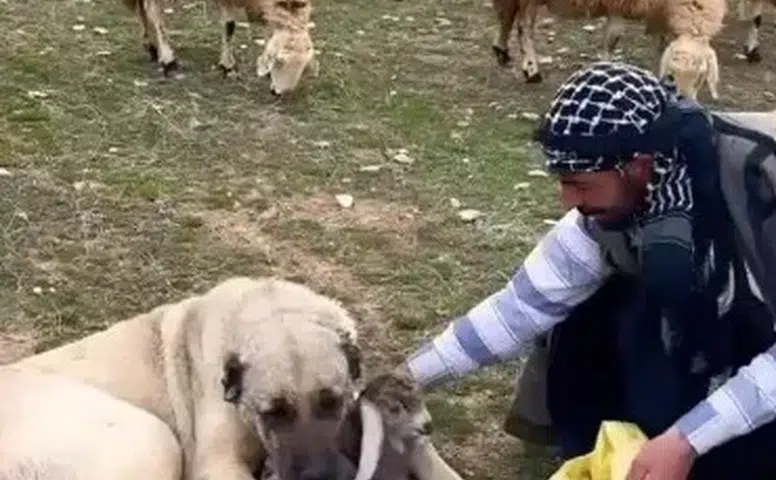 Kangal Köpeğinin Yeni Doğan Kuzuya Şefkati Görenleri Duygulandırdı