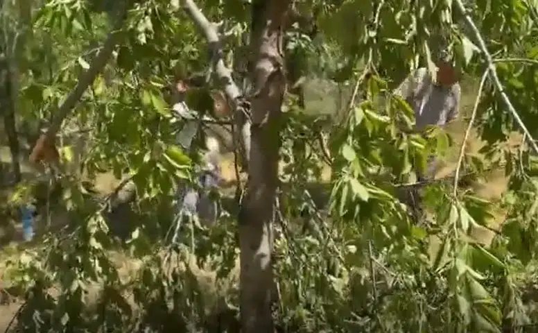 Sivas'ta Köye İnen Ayılar Dehşet Saçtı! Köylü Kameralara Konuştu...
