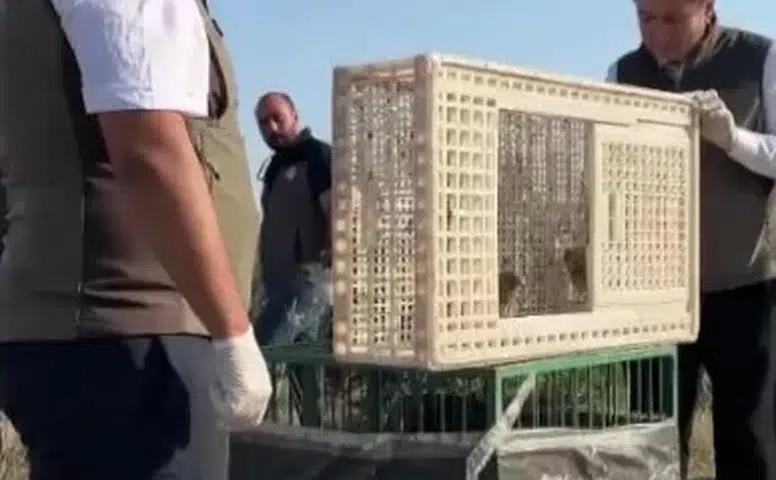 Sivas’ta Yuvadan Düşen İki Kerkenez Yavrusu Doğaya Kazandırıldı