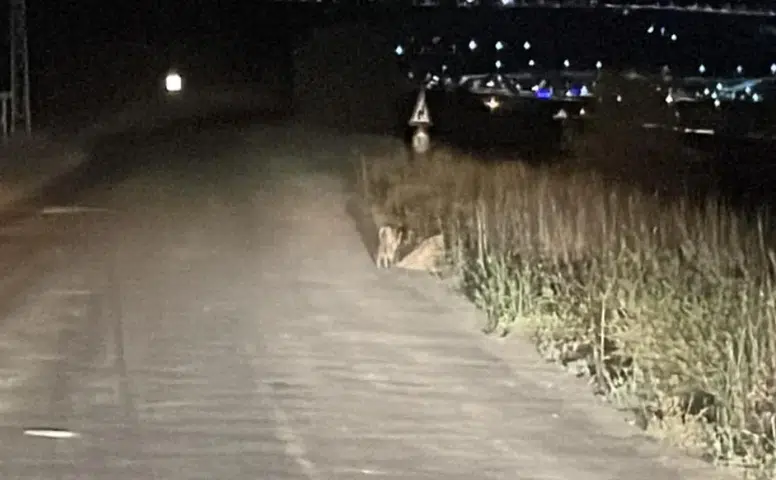 Sivas'ta Yol Kenarında Tilki Görüntülendi