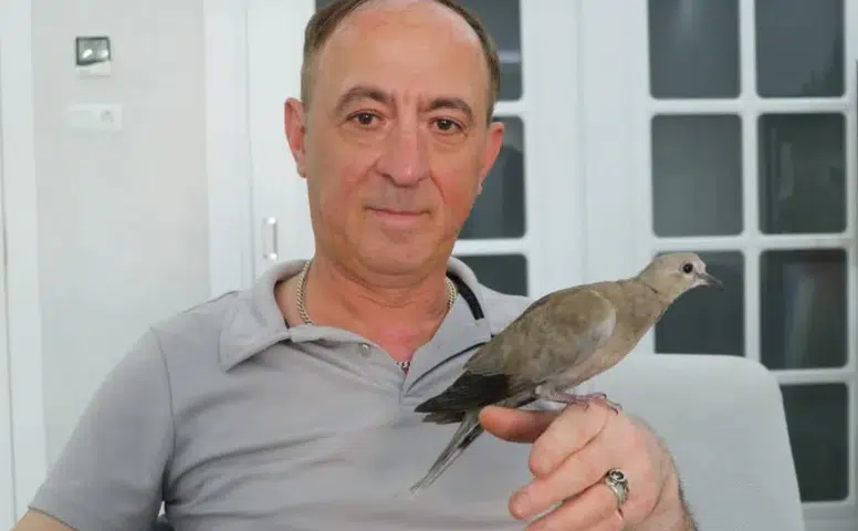Sivas’ta Kargaların Saldırdığı Yavru Kumruyu Vatandaş Kurtardı