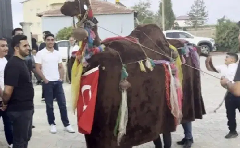 Sivas’ta Türkmen Geleneği Düğünlere Renk Katıyor: Deve Oyunu Büyük İlgi Gördü