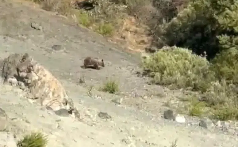 Sivas'ta bozayılar meyve bahçelerine zarar verdi
