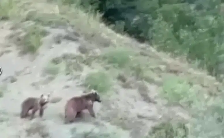 Sivas Doğanşar'da Anne Ayı ve Yavrusu Kamerada