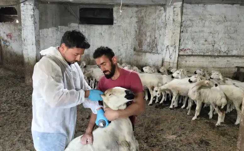 Suşehri'nde "Kırsalda Bereket Küçükbaşa Destek Projesi" Kapsamında Teslim Edilen Hayvanlar Kontrol Edildi