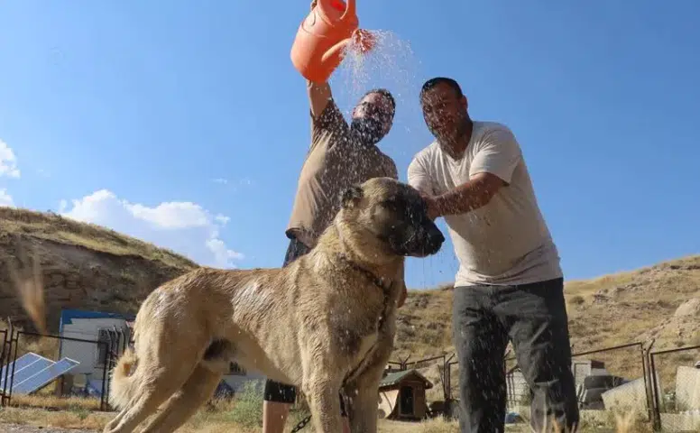 Sivas’ta Sıcak Hava Kangal Köpeklerini Zorluyor: “Kış Özlemi Şimdiden Başladı”