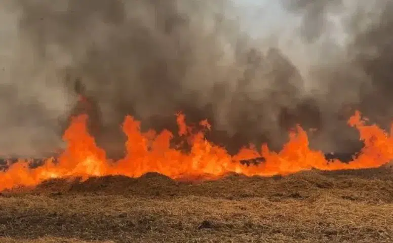 Kangal’da Buğday Tarlasında Yangın Çıktı