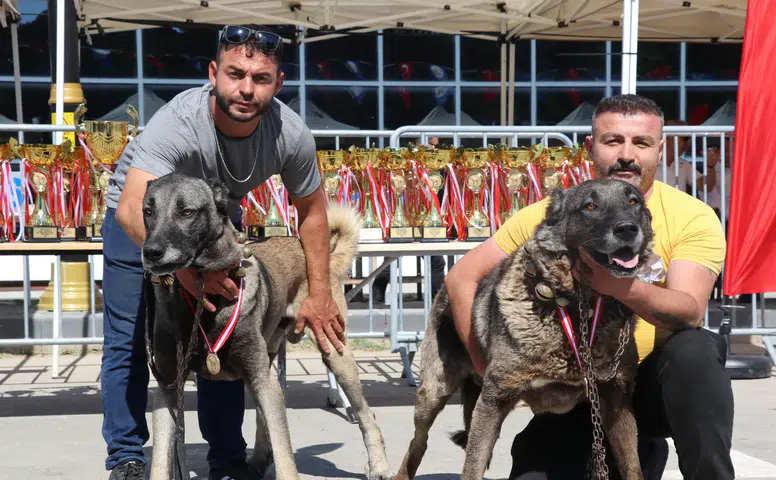 Sivas’ta Kangal Şöleni: 253 Köpek Güzellik Yarışmasında Podyuma Çıktı