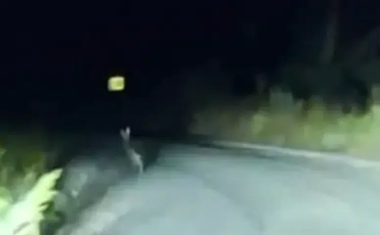 Sivas’ta Yola Çıkan Dev Tavşan Kamerada