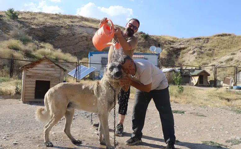 Sivas'ta Aşırı Sıcaklar Kangalları Vurdu: "Kış Özlemi Başladı!"