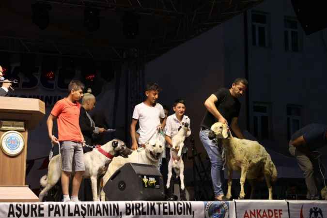 Kangal’da festival coşkuyla başladı