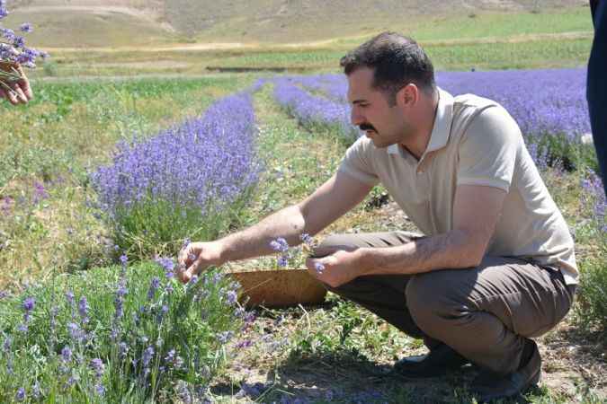 Kangal’da lavanta üretimi artıyor