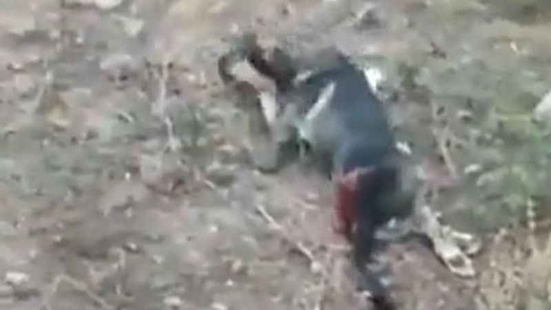 Köpekleri acımasızca vurdu 2