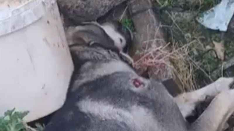 Köpekleri acımasızca vurdu 3