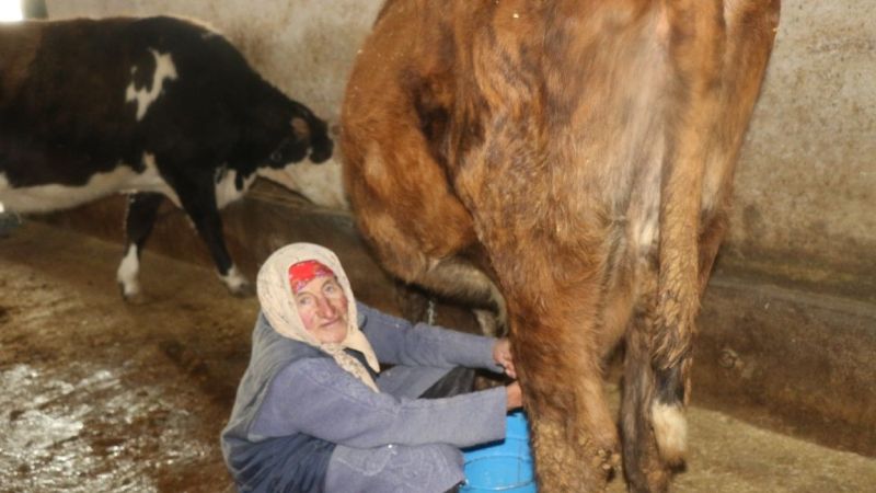 Erzincan'ın Kahraman Ninesi: 40 Yıldır Her Sabah 04:00'da Hayvanlarına Bakıyor 2