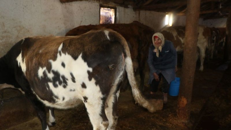 Erzincan'ın Kahraman Ninesi: 40 Yıldır Her Sabah 04:00'da Hayvanlarına Bakıyor 3