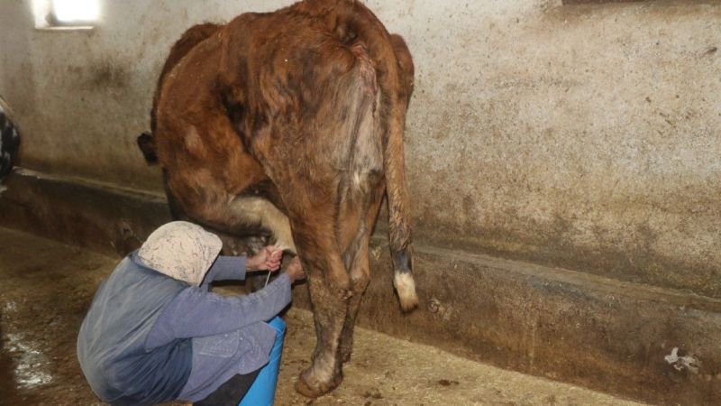 Erzincan'ın Kahraman Ninesi: 40 Yıldır Her Sabah 04:00'da Hayvanlarına Bakıyor 4