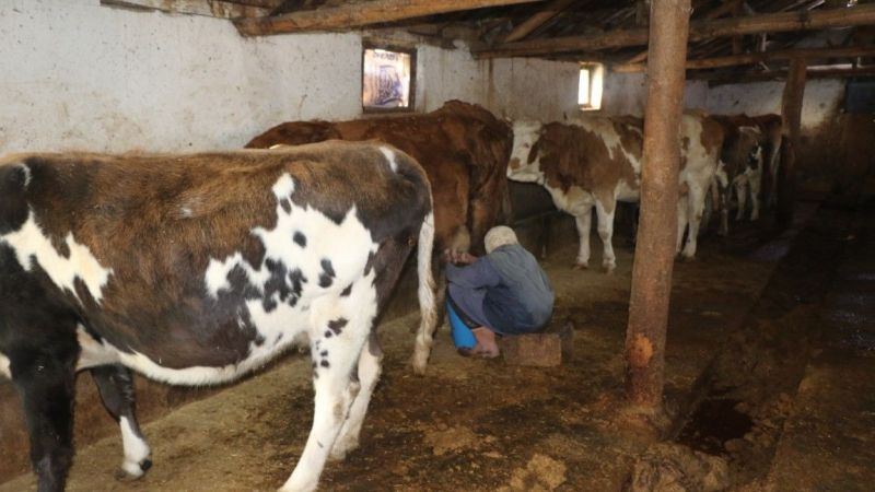 Erzincan'ın Kahraman Ninesi: 40 Yıldır Her Sabah 04:00'da Hayvanlarına Bakıyor 5
